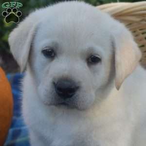 Puma, Yellow Labrador Retriever Puppy