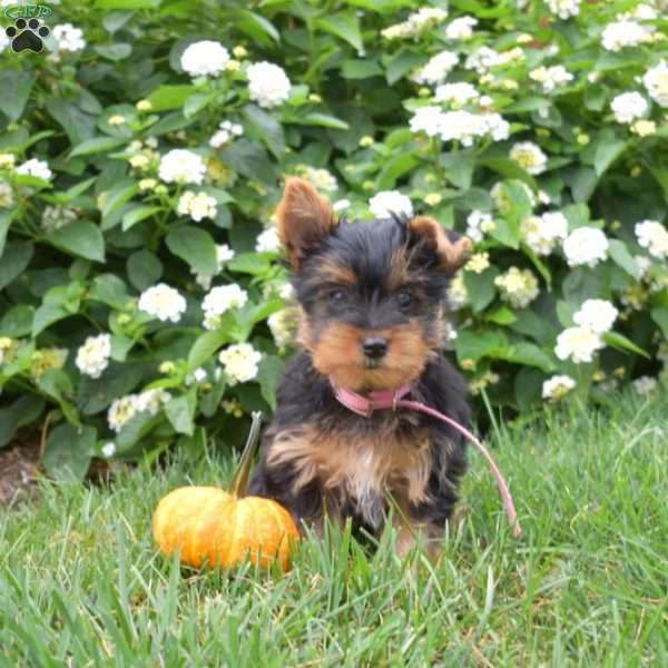 Pumpkin, Yorkie Puppy