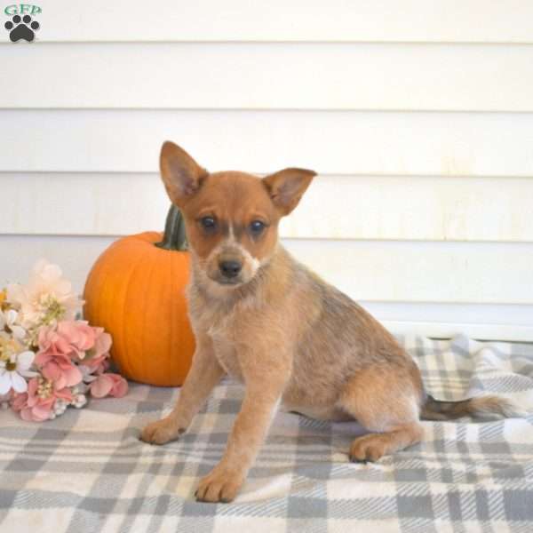 Pumpkin, Blue Heeler – Australian Cattle Dog Puppy