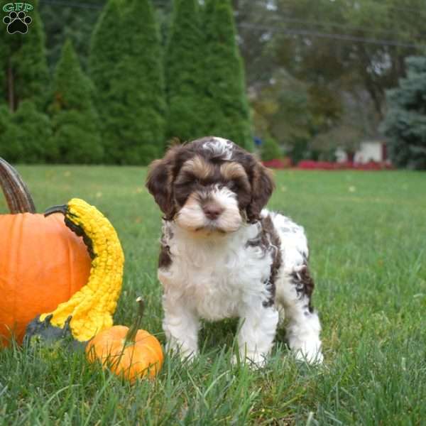 Pumpkin, Cockapoo Puppy