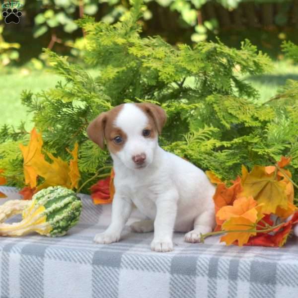 Pumpkin, Jack Russell Terrier Puppy