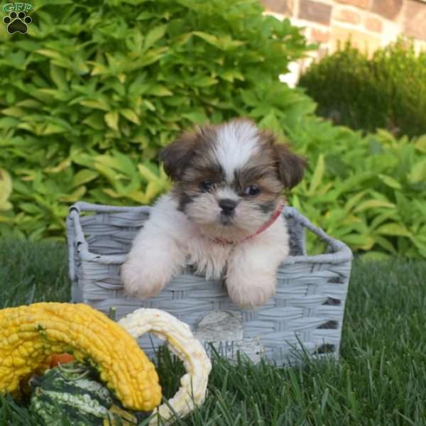 Pumpkin, Shih Tzu Puppy