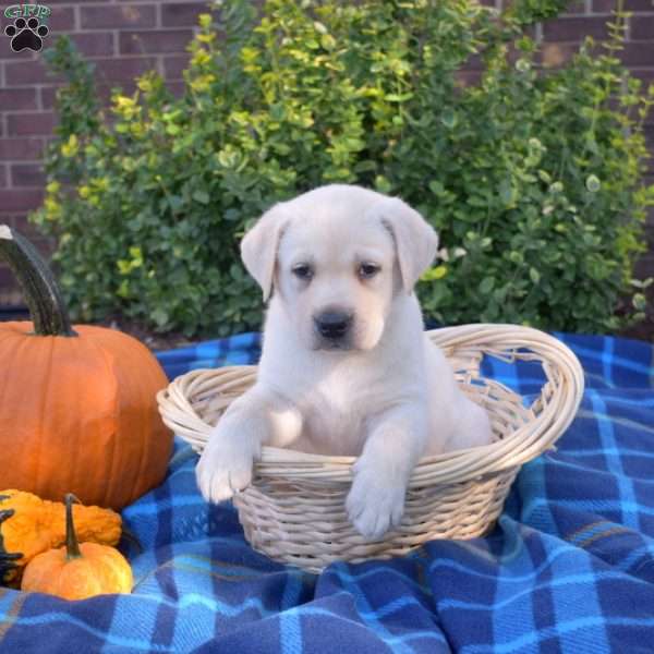 Pumpkin, Yellow Labrador Retriever Puppy