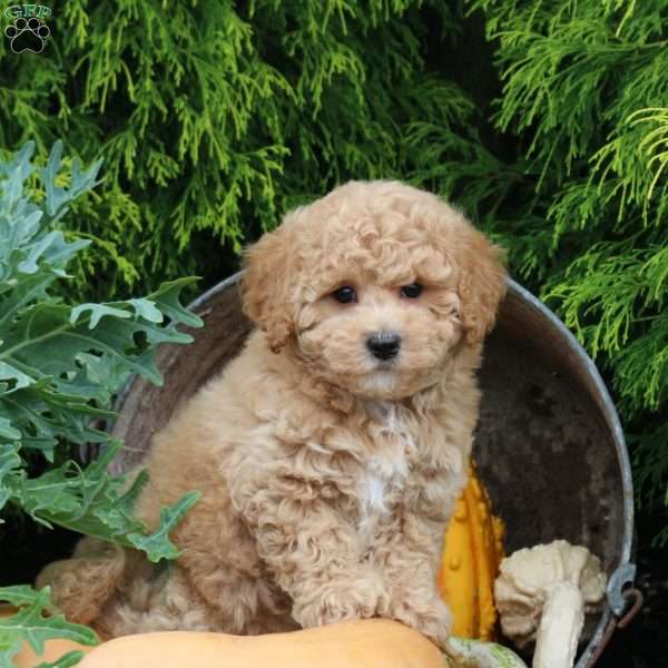 Pumpkin, Bich-Poo Puppy
