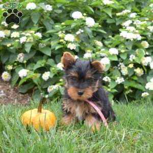 Pumpkin, Yorkie Puppy