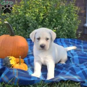 Pumpkin, Yellow Labrador Retriever Puppy