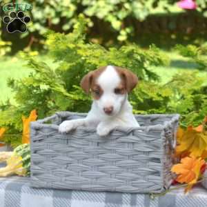 Pumpkin, Jack Russell Terrier Puppy