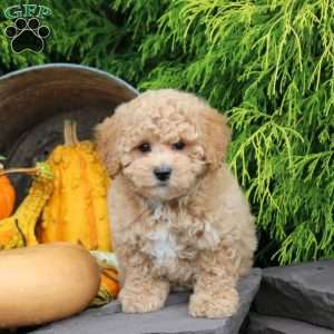 Pumpkin, Bich-Poo Puppy