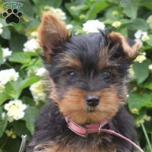 Pumpkin, Yorkie Puppy