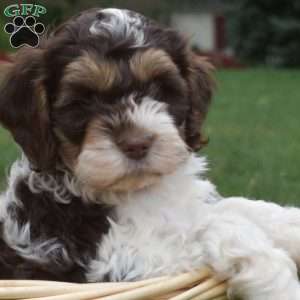 Pumpkin, Cockapoo Puppy