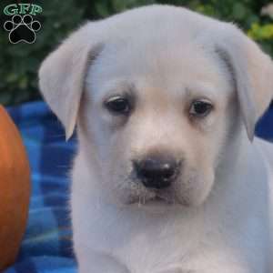 Pumpkin, Yellow Labrador Retriever Puppy