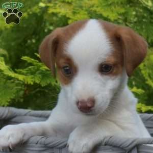 Pumpkin, Jack Russell Terrier Puppy