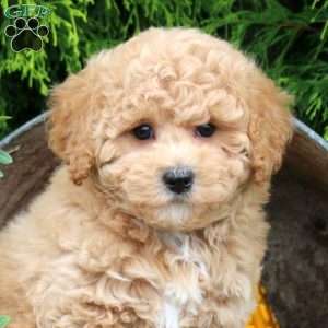 Pumpkin, Bich-Poo Puppy