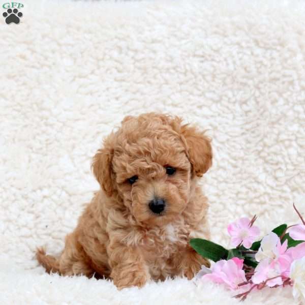 Pumpkin, Toy Poodle Puppy