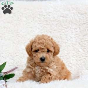 Pumpkin, Toy Poodle Puppy