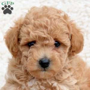 Pumpkin, Toy Poodle Puppy