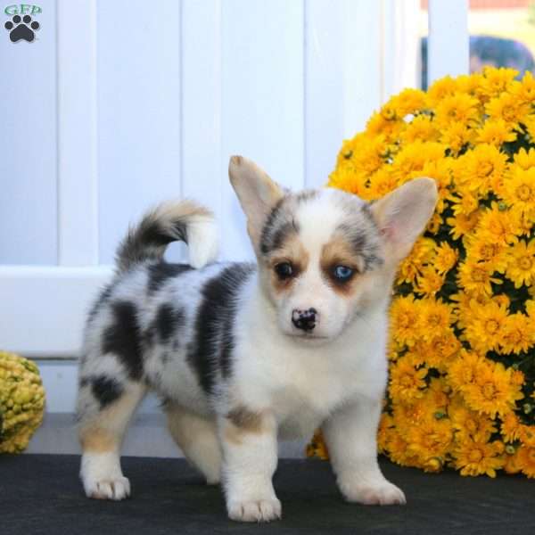 Pumpkin, Pembroke Welsh Corgi Puppy