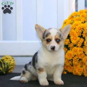 Pumpkin, Pembroke Welsh Corgi Puppy