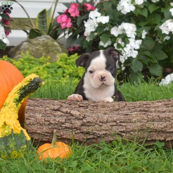 Puzzle, Boston Terrier Puppy