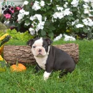 Puzzle, Boston Terrier Puppy