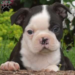 Puzzle, Boston Terrier Puppy