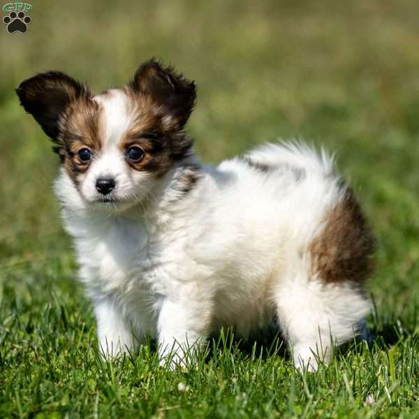 Queenie, Papillon Puppy