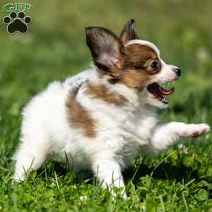 Queenie, Papillon Puppy