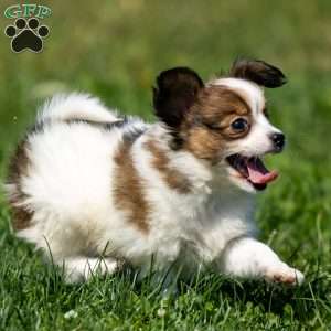 Queenie, Papillon Puppy