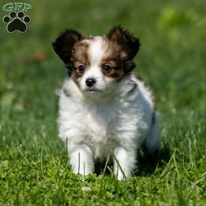Queenie, Papillon Puppy
