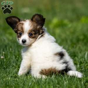 Queenie, Papillon Puppy