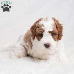 Quest, Cavapoo Puppy