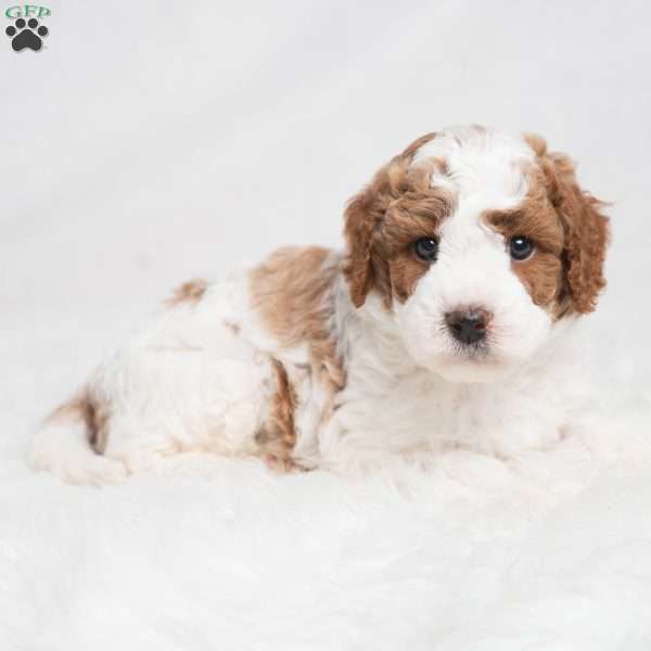 Quest, Cavapoo Puppy