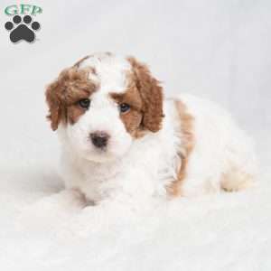 Quest, Cavapoo Puppy