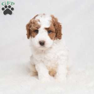 Quest, Cavapoo Puppy