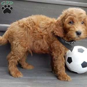 Hunter, Mini Goldendoodle Puppy