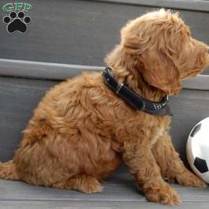 Hunter, Mini Goldendoodle Puppy