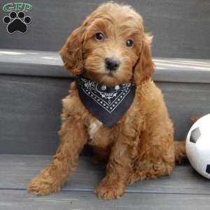 Hunter, Mini Goldendoodle Puppy