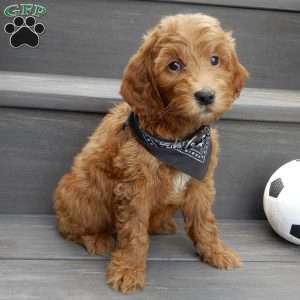 Hunter, Mini Goldendoodle Puppy