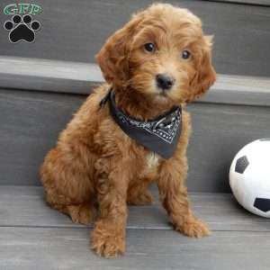 Hunter, Mini Goldendoodle Puppy
