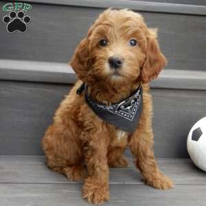Hunter, Mini Goldendoodle Puppy
