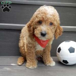 Chase, Mini Goldendoodle Puppy