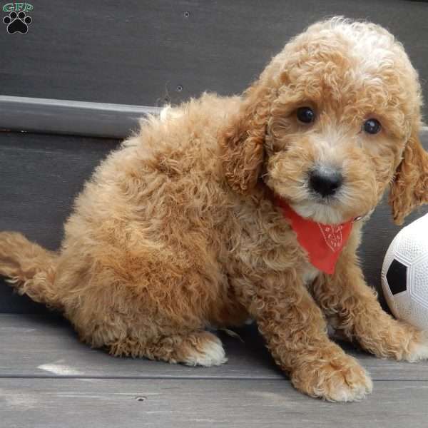 Chase, Mini Goldendoodle Puppy