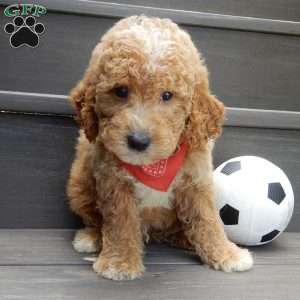 Chase, Mini Goldendoodle Puppy