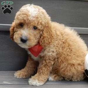 Chase, Mini Goldendoodle Puppy