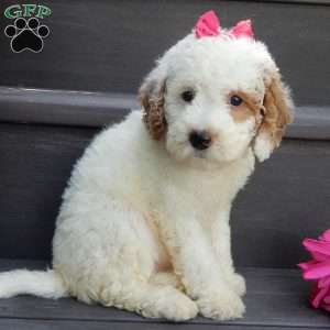 Sunny, Mini Goldendoodle Puppy
