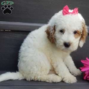 Sunny, Mini Goldendoodle Puppy