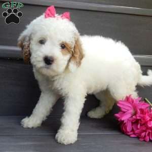 Sunny, Mini Goldendoodle Puppy
