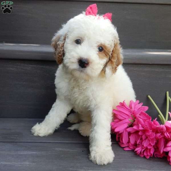 Sunny, Mini Goldendoodle Puppy