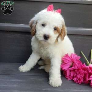 Sunny, Mini Goldendoodle Puppy