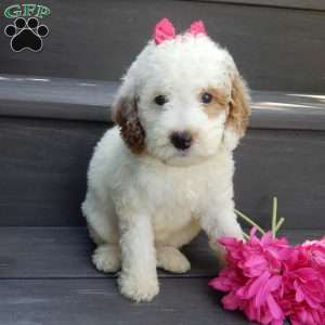 Sunny, Mini Goldendoodle Puppy